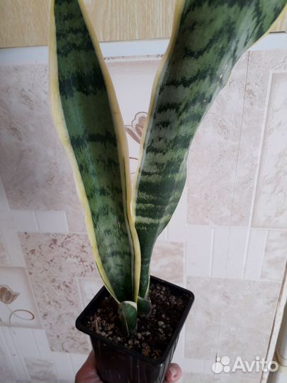 Комнатные цветы