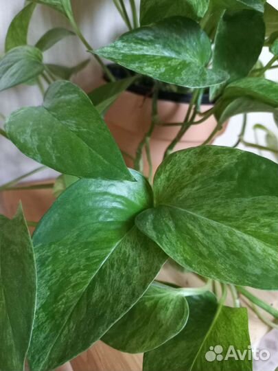 Эпипремнум марбл квин