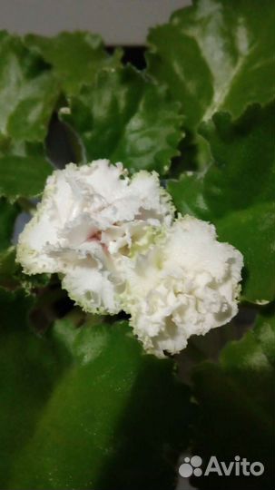 Листики и детки сортовых фиалок