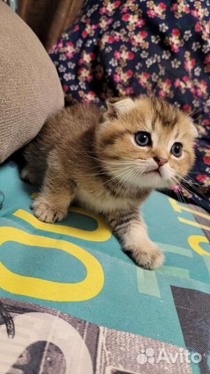 Британские котята