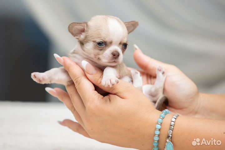 Щенки Чихуахуа мальчики и девочки