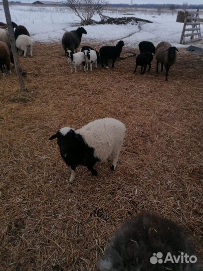 Овцы бараны
