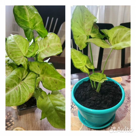 Сингониумы Клубничный Лёд, Конфетти, Фреклес