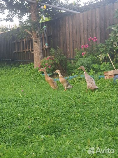 Утята индийский бегунок