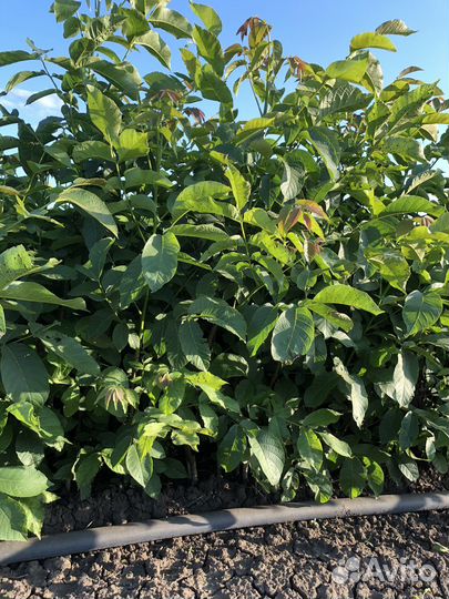 Саженец грецкого ореха