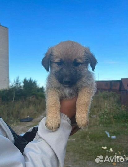 Щенок мальчик