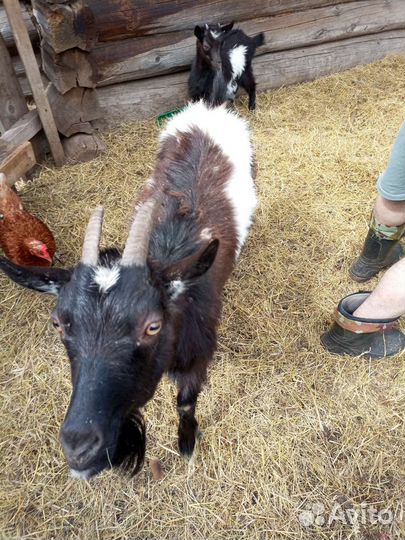 Продам козу, козла, козлят