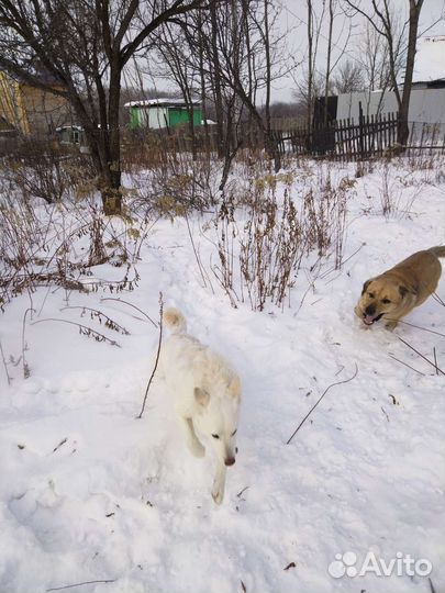 Отдам собаку, мастиф, лайка, разные