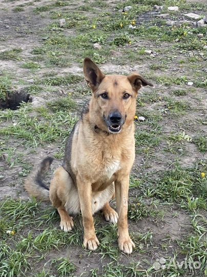 Собака в добрые руки