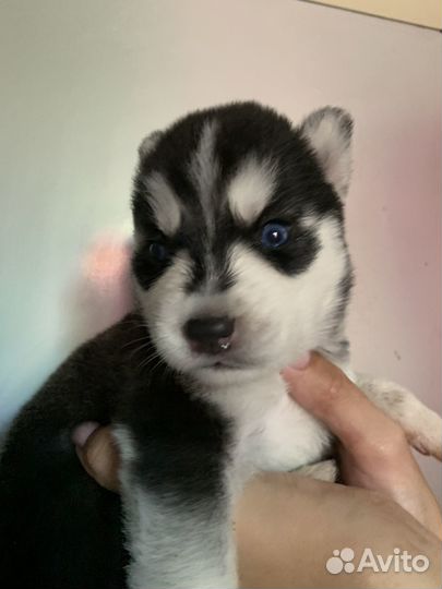 Продаю щенков хаски