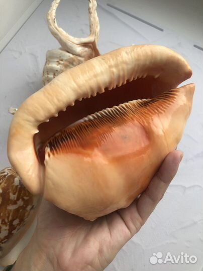 Ракушки Морские раковины