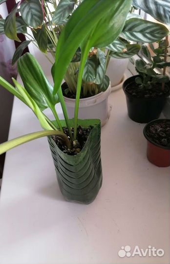 Дримиопсис