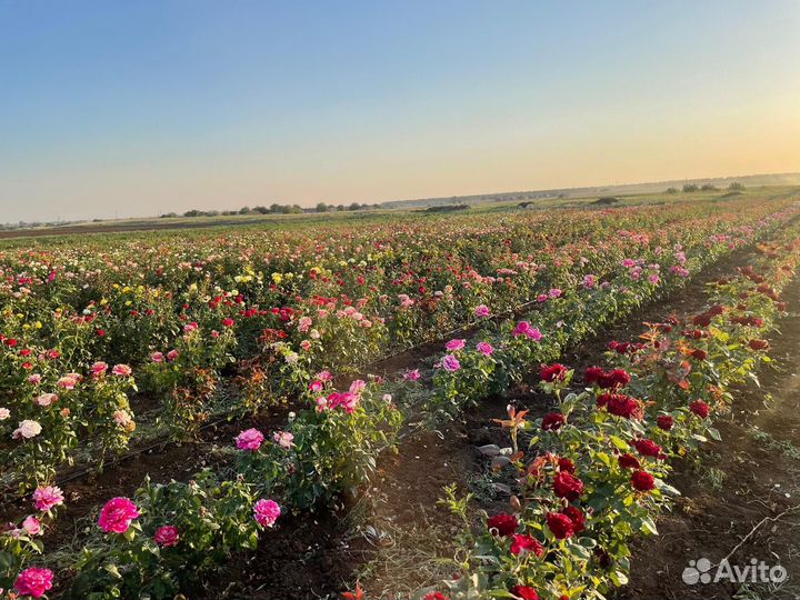 Кусты роз опт и розница