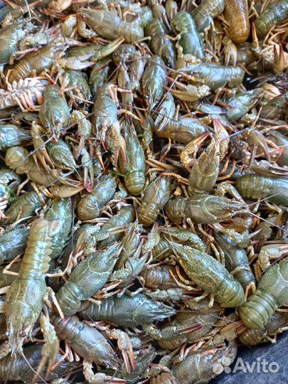 Живые и варенные раки р. Дон