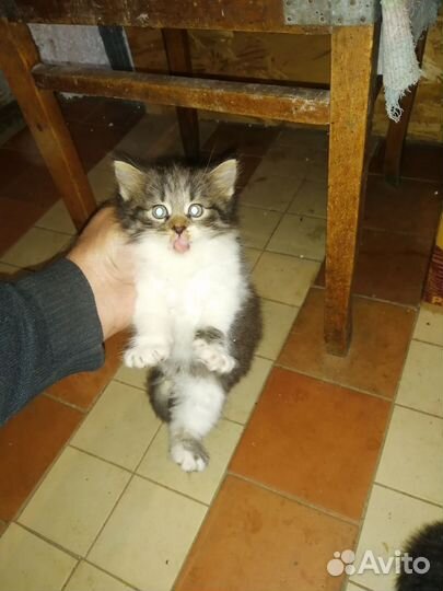 Котята в добрые руки бесплатно