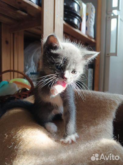 Котята (мышеловы) в добрые руки