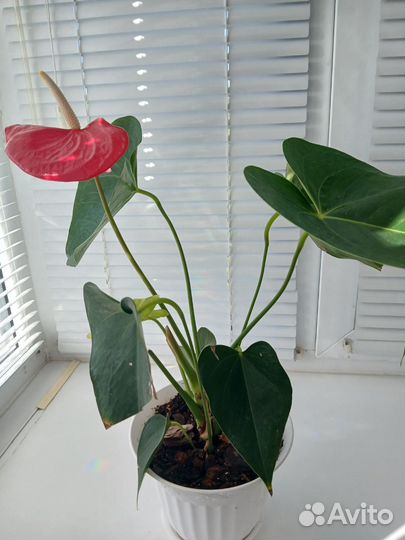 Антуриум Адиос ред