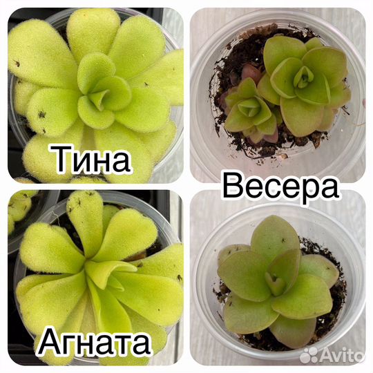 Жирянки - хищные растения