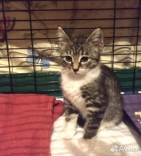 Котенок мальчик