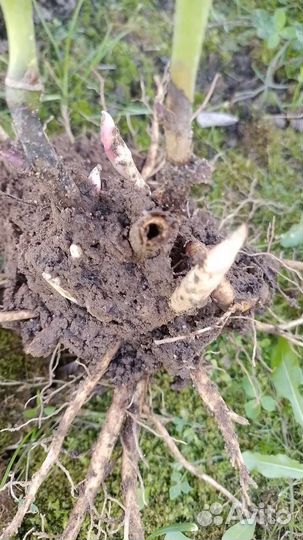 Пион Бартзелла