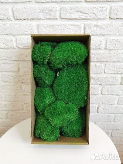 Стабилизированный мох