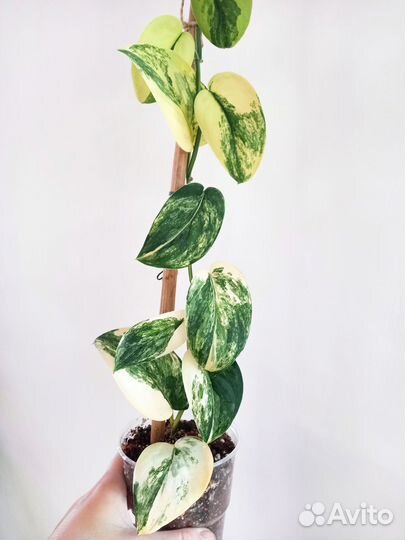 Сциндапсус Scindapsus Jade Satin Variegated