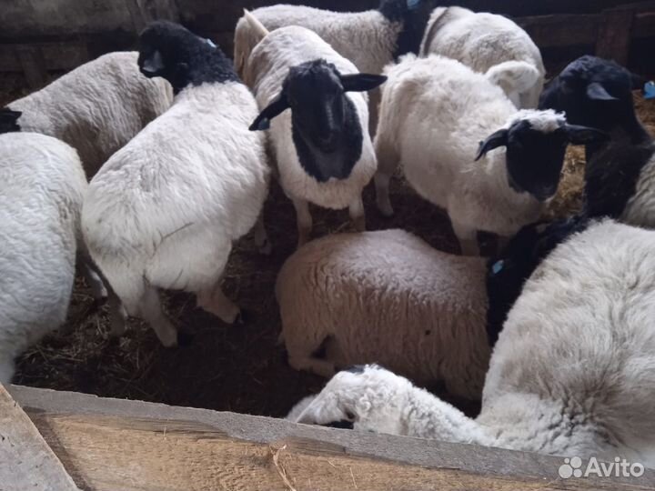 Бараны дорпер