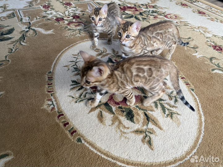 Бенгальские котята