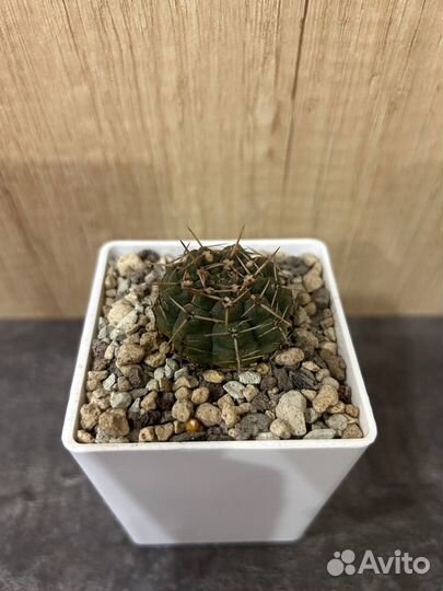 Кактусы и суккуленты, гимнакалициумы, астрафитумы