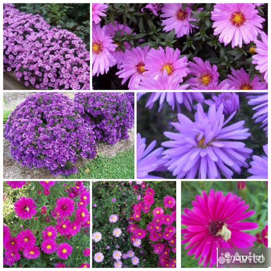 Растения для сада