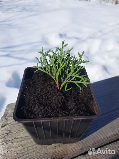 Туя смарагд, саженцы в горшке