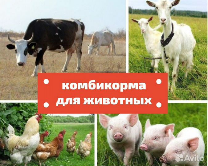 Комбикорм для кур комбикорм комбикорм для свиней