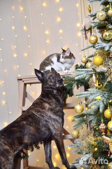 Фотограф анималист