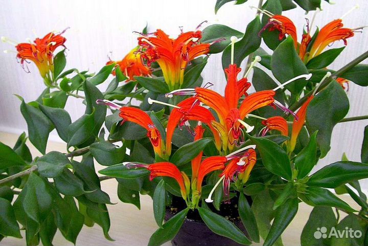 Эсхинантусы, нематантусы (гипоцирта)