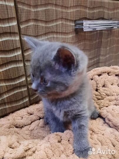 Котята бесплатно