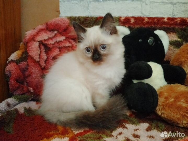 Невская Маскарадная кошечка