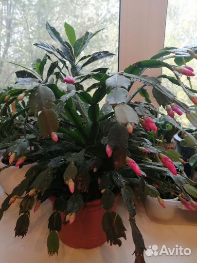 Декабрист шлюмбергера розовый. В горшке