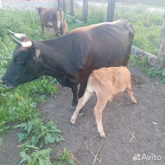 Корова дойная с теленком