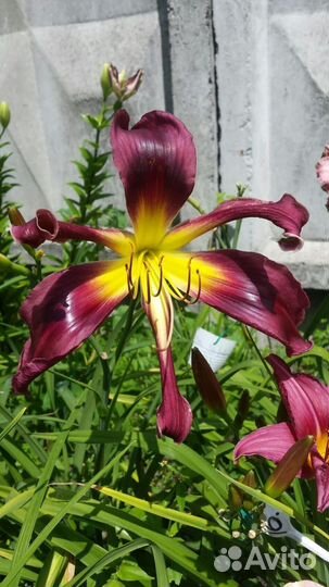 Лилейники - альбом №5