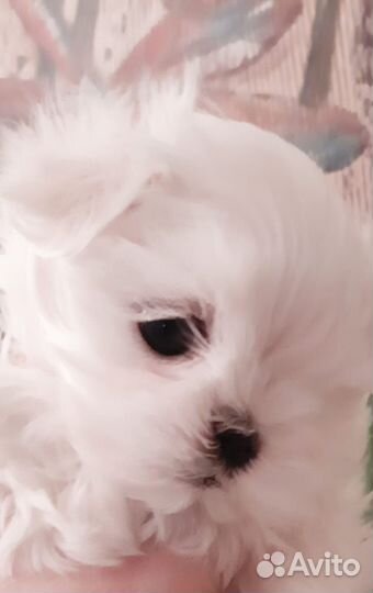 Мальтийская болонка. Мальтезе. Щенки. РКФ