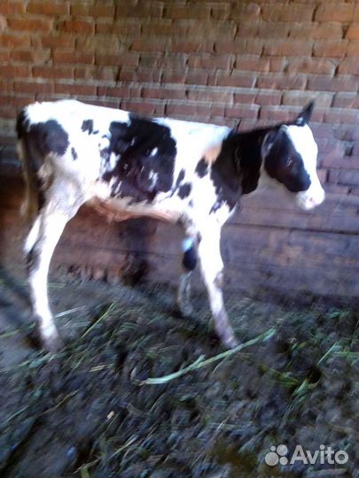 Телята бычки