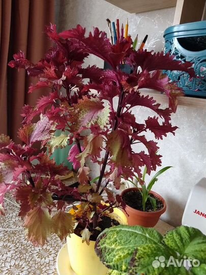 Рассада цветов