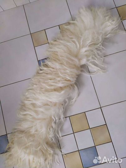 Шкура горного козла