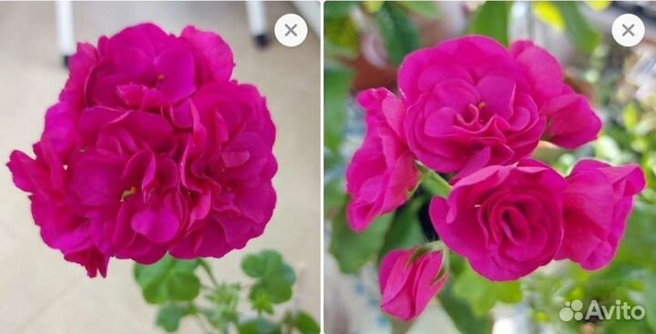 Пеларгония плющелистная ампельная