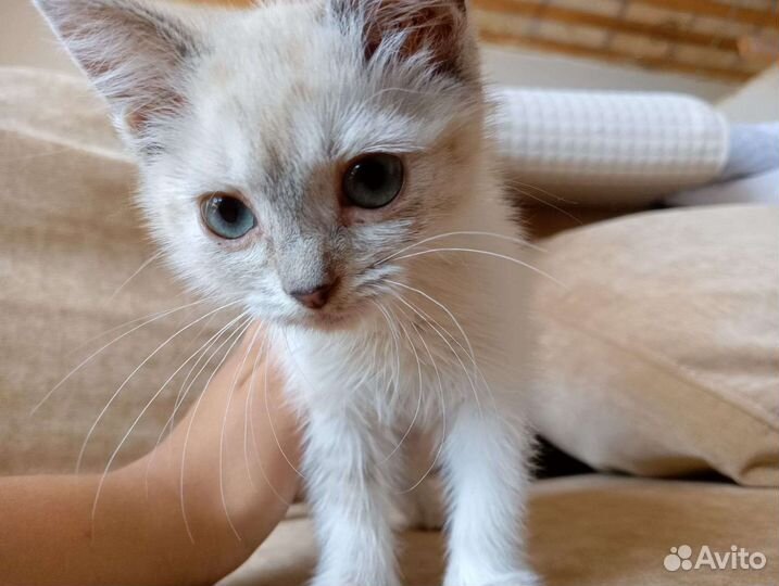 Кошка в дар