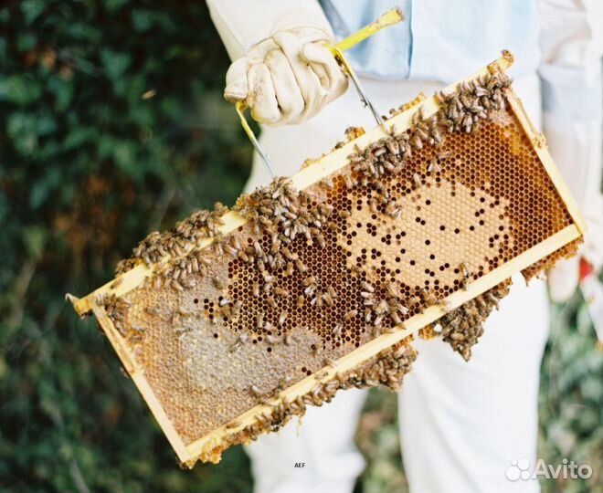 2024 Мёд натуральный алтайский оптом