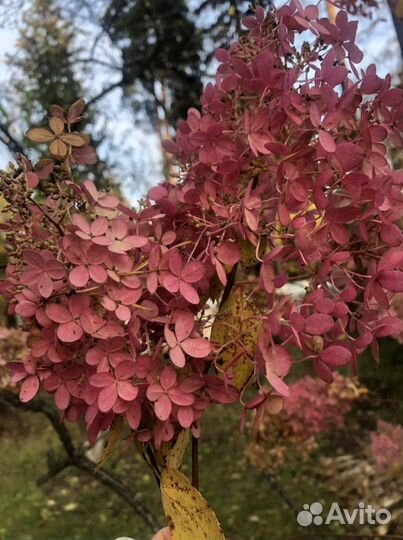 Китайский фонарик