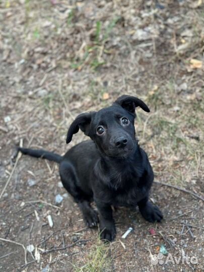 Щенки в добрые руки