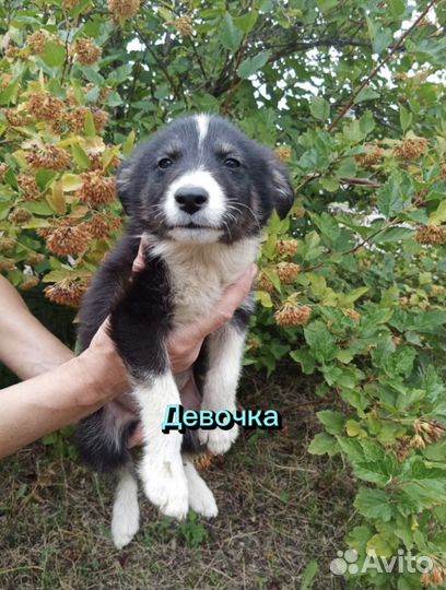 Щенки в добрые руки даром