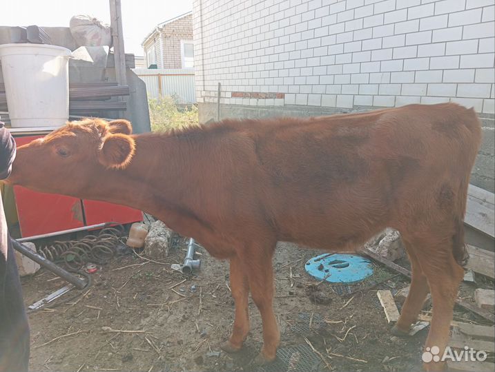 Тёлочка 9 месяцев